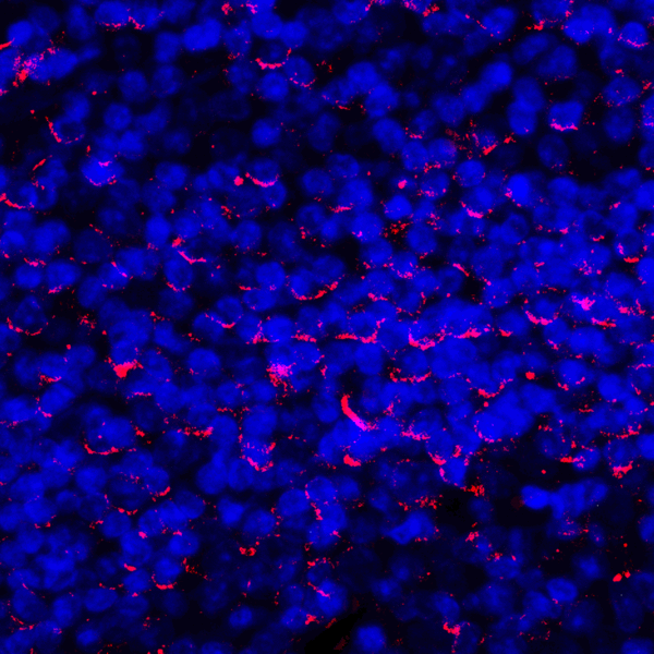 CD274 / B7-H1 / PD-L1 Antibody - Immunofluorescence of PD-L1 in human tonsil tissue with PD-L1 antibody at 2 ug/mL. Red: PDL1 Antibody [2D6] Blue: DAPI staining