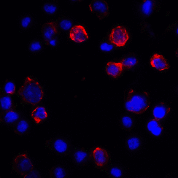 CD274 / B7-H1 / PD-L1 Antibody - Immunofluorescence of PD-L1 in transfected HEK293 cells with PD-L1 antibody at 2 ug/mL. Red: PDL1 Antibody [2D6] Blue: DAPI staining