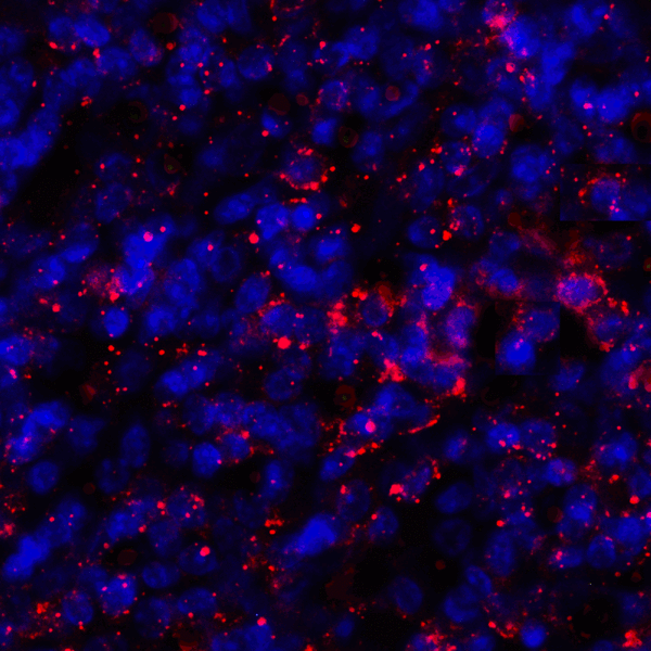 CD274 / B7-H1 / PD-L1 Antibody - Immunofluorescence of PD-L1 in human tonsil tissue with PD-L1 antibody at 2 ug/mL. Red: PDL1 Antibody [4F2] Blue: DAPI staining