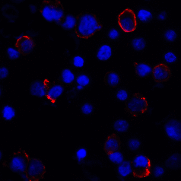 CD274 / B7-H1 / PD-L1 Antibody - Immunofluorescence of PD-L1 in transfected HEK293 cells with PD-L1 antibody at 2 ug/mL. Red: PDL1 Antibody [4F2] Blue: DAPI staining