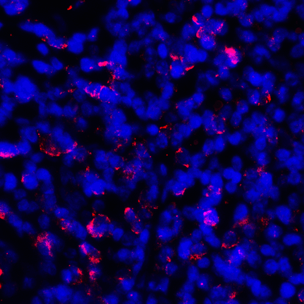 CD274 / B7-H1 / PD-L1 Antibody - Immunofluorescence of PD-L1 in human tonsil tissue with PD-L1 antibody at 2 ug/mL. Red: PDL1 Antibody [6H10] Blue: DAPI staining