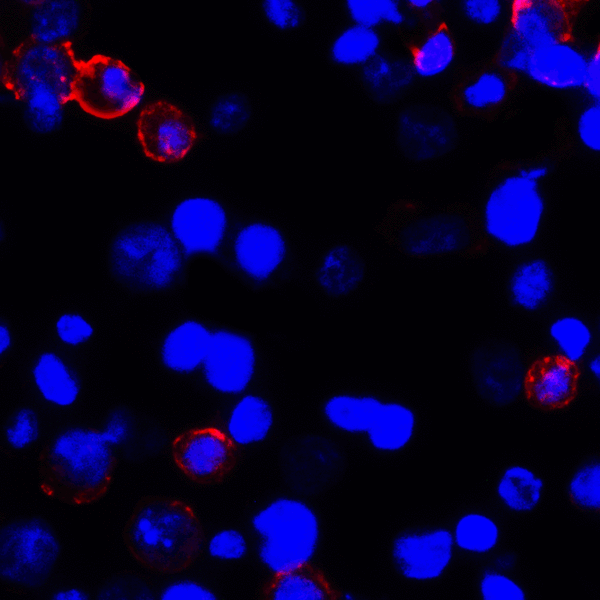 CD274 / B7-H1 / PD-L1 Antibody - Immunofluorescence of PD-L1 in transfected HEK293 cells with PD-L1 antibody at 2 ug/mL. Red: PDL1 Antibody [6H10] Blue: DAPI staining
