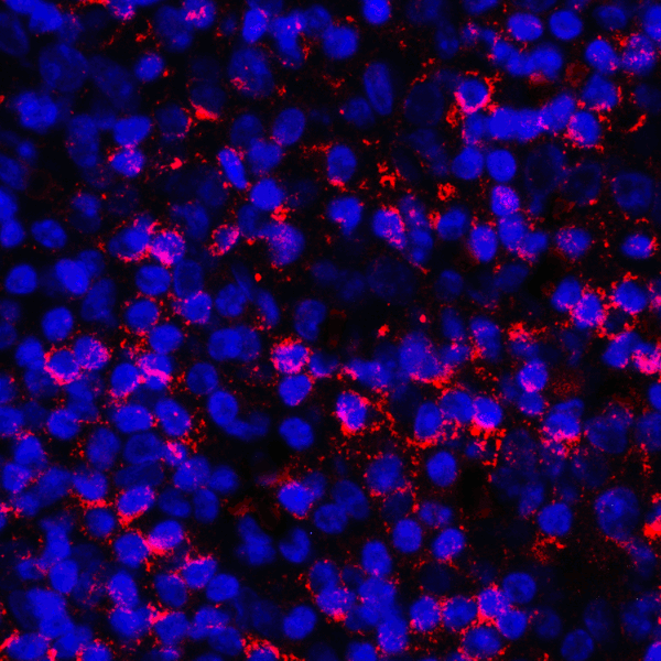 CD274 / B7-H1 / PD-L1 Antibody - Immunofluorescence of PD-L1 in human tonsil tissue with PD-L1 antibody at 2 ug/mL. Red: PDL1 Antibody [8E12] Blue: DAPI staining