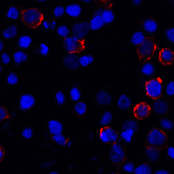 CD274 / B7-H1 / PD-L1 Antibody - Immunofluorescence of PD-L1 in transfected HEK293 cells with PD-L1 antibody at 2 ug/mL. Red: PDL1 Antibody [8E12] Blue: DAPI staining