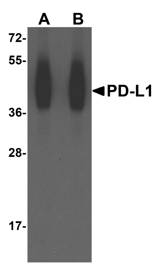 CD274 / B7-H1 / PD-L1 Antibody - Western blot analysis of PD-L1 in overexpressing HEK293 cells PD-L1 antibody at 0.25 and 0.5 ug/ml