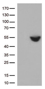 CD274 / B7-H1 / PD-L1 Antibody - HEK293T cells were transfected with the pCMV6-ENTRY control. (Left lane) or pCMV6-ENTRY CD274. (Right lane) cDNA for 48 hrs and lysed. Equivalent amounts of cell lysates. (5 ug per lane) were separated by SDS-PAGE and immunoblotted with anti-CD274. (1:500)