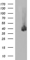 CD274 / B7-H1 / PD-L1 Antibody - HEK293T cells were transfected with the pCMV6-ENTRY control (Left lane) or pCMV6-ENTRY CD274 (Right lane) cDNA for 48 hrs and lysed. Equivalent amounts of cell lysates (5 ug per lane) were separated by SDS-PAGE and immunoblotted with anti-CD274.