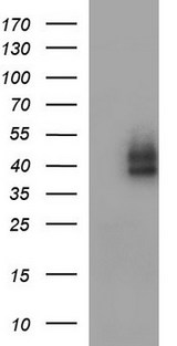 CD274 / B7-H1 / PD-L1 Antibody - HEK293T cells were transfected with the pCMV6-ENTRY control (Left lane) or pCMV6-ENTRY CD274 (Right lane) cDNA for 48 hrs and lysed. Equivalent amounts of cell lysates (5 ug per lane) were separated by SDS-PAGE and immunoblotted with anti-CD274.