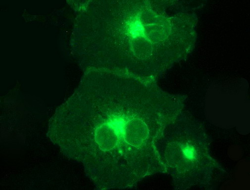 CD274 / B7-H1 / PD-L1 Antibody - Anti-CD274 mouse monoclonal antibody immunofluorescent staining of COS7 cells transiently transfected by pCMV6-ENTRY CD274.