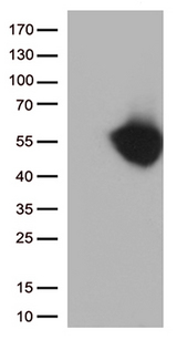 CD274 / B7-H1 / PD-L1 Antibody - HEK293T cells were transfected with the pCMV6-ENTRY control. (Left lane) or pCMV6-ENTRY CD274. (Right lane) cDNA for 48 hrs and lysed. Equivalent amounts of cell lysates. (5 ug per lane) were separated by SDS-PAGE and immunoblotted with anti-CD274. (1:500)