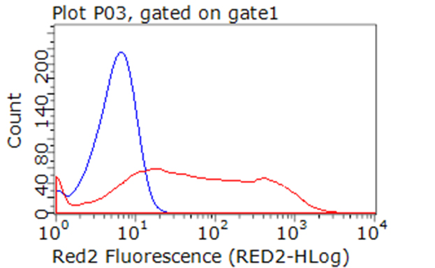 CD274 / B7-H1 / PD-L1 Antibody - Flow cytometric analysis of living PDL1/CD274 stable expression cells using anti-CD274 antibody  Red) compared to an IgG isotype control antibody. (Blue). (1:100)