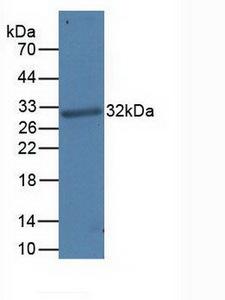CD274 / B7-H1 / PD-L1 Antibody - Western Blot; Sample: Recombinant PDCD1LG1, Human.