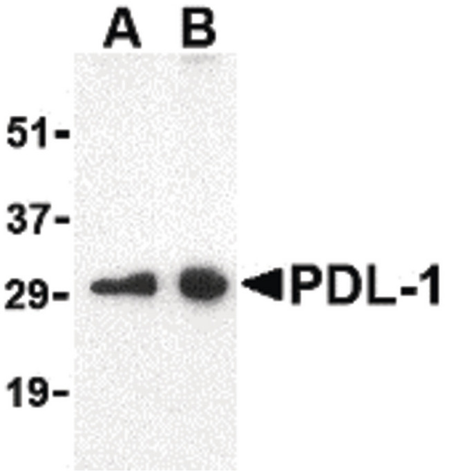 CD274 / B7-H1 / PD-L1 Antibody - Western blot of PDL-1 in Raji cell lysate with PDL-1 antibody at (A) 0.5 and (B) 1 ug/ml.