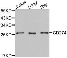 CD274 / B7-H1 / PD-L1 Antibody - Western blot analysis of extracts of various cell lines, using CD274 antibody.