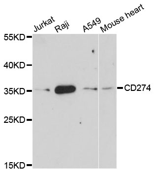 CD274 / B7-H1 / PD-L1 Antibody - Western blot analysis of extracts of various cell lines.