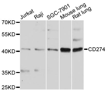 CD274 / B7-H1 / PD-L1 Antibody - Western blot analysis of extracts of various cell lines, using CD274 antibody at 1:3000 dilution. The secondary antibody used was an HRP Goat Anti-Rabbit IgG (H+L) at 1:10000 dilution. Lysates were loaded 25ug per lane and 3% nonfat dry milk in TBST was used for blocking. An ECL Kit was used for detection and the exposure time was 90s.