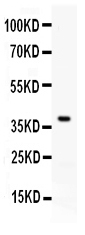 CD274 / B7-H1 / PD-L1 Antibody - Western blot - Anti-PD-L1/B7-H1 Picoband Antibody