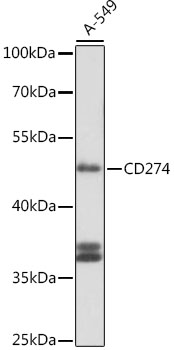 CD274 / B7-H1 / PD-L1 Antibody - Western blot analysis of extracts of A-549 cells, using CD274 antibody at 1:1000 dilution. The secondary antibody used was an HRP Goat Anti-Rabbit IgG (H+L) at 1:10000 dilution. Lysates were loaded 25ug per lane and 3% nonfat dry milk in TBST was used for blocking. An ECL Kit was used for detection and the exposure time was 30s.