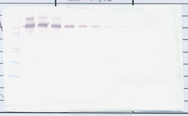 CD274 / B7-H1 / PD-L1 Antibody - Anti-Human PD-L1 Fc Western Blot Unreduced