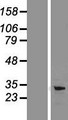 CD274 / B7-H1 / PD-L1 Protein - Western validation with an anti-DDK antibody * L: Control HEK293 lysate R: Over-expression lysate