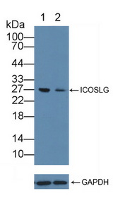 CD275 / B7-H2 / ICOS Ligand Antibody - Knockout Varification: Lane 1: Wild-type Jurkat cell lysate; Lane 2: ICOSLG knockout Jurkat cell lysate; Predicted MW: 33kd Observed MW: 27kd Primary Ab: 2µg/ml Rabbit Anti-Human ICOSLG Antibody Second Ab: 0.2µg/mL HRP-Linked Caprine Anti-Rabbit IgG Polyclonal Antibody