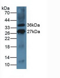 CD275 / B7-H2 / ICOS Ligand Antibody - Western Blot; Sample: Mouse Thymus Tissue.