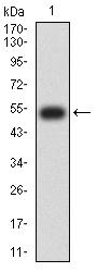 CD275 / B7-H2 / ICOS Ligand Antibody - Western blot analysis using CD275 mAb against human CD275 (AA: extra 19-256) recombinant protein. (Expected MW is 52.4 kDa)
