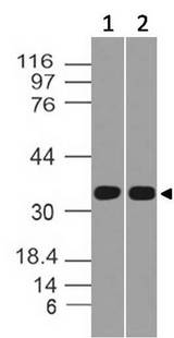 CD275 / B7-H2 / ICOS Ligand Antibody - Fig-1: Western blot analysis of ICOS-ligand. Anti-ICOS-ligand antibody was used at 1 µg/ml on (1) Kato-111 and (2) h Intestine lysates.