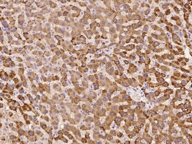 CD275 / B7-H2 / ICOS Ligand Antibody - Immunochemical staining of human ICOS ligand in human liver with rabbit polyclonal antibody at 1:500 dilution, formalin-fixed paraffin embedded sections.