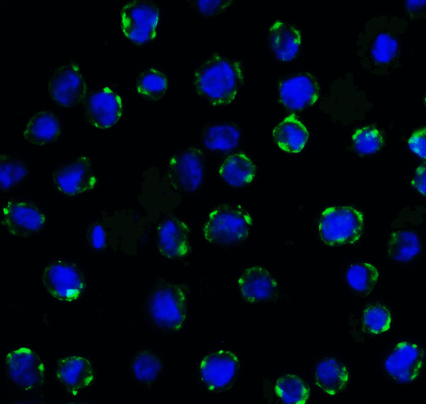 CD276 / B7-H3 Antibody - Immunofluorescence of B7-H3 in HEK293 cells using B7-H3 Antibody at 5 ug/ml. Green: B7-H3 Antibody [10G6] Blue: DAPI staining