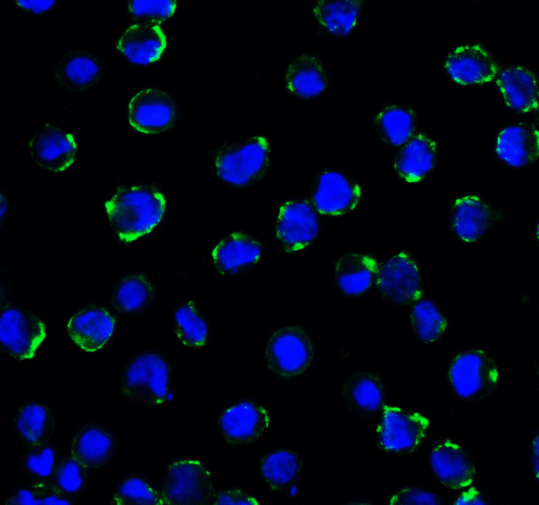 CD276 / B7-H3 Antibody - Immunofluorescence of B7-H3 in HEK293 cells using B7-H3 Antibody at 5 ug/ml. Green: B7-H3 Antibody [2A7] Blue: DAPI staining