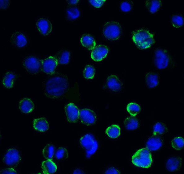 CD276 / B7-H3 Antibody - Immunofluorescence of B7-H3 in HEK293 cells using B7-H3 Antibody at 5 ug/ml. Green: B7-H3 Antibody [2H5] Blue: DAPI staining