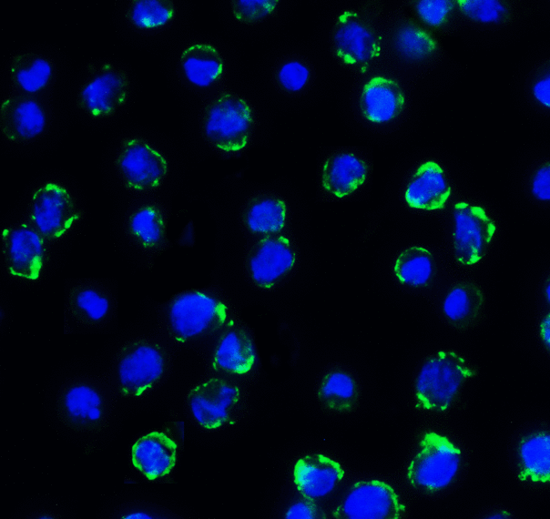CD276 / B7-H3 Antibody - Immunofluorescence of B7-H3 in HEK293 cells using B7-H3 Antibody at 5 ug/ml. Green: B7-H3 Antibody [4H3] Blue: DAPI staining