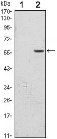 CD276 / B7-H3 Antibody - B7-H3 Antibody in Western Blot (WB)