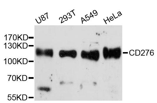 CD276 / B7-H3 Antibody - Western blot analysis of extracts of various cell lines, using CD276 antibody at 1:3000 dilution. The secondary antibody used was an HRP Goat Anti-Rabbit IgG (H+L) at 1:10000 dilution. Lysates were loaded 25ug per lane and 3% nonfat dry milk in TBST was used for blocking. An ECL Kit was used for detection and the exposure time was 90s.