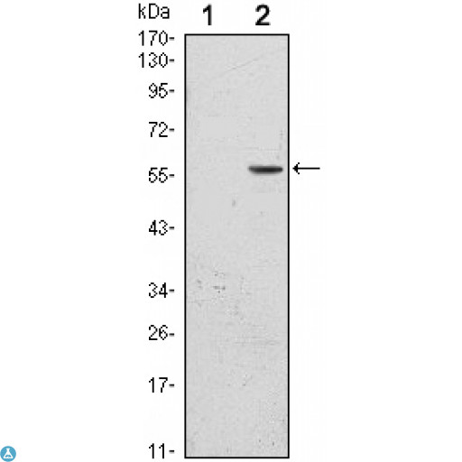 CD276 / B7-H3 Antibody - Western Blot (WB) analysis using CD276 Monoclonal Antibody against HEK293 (1) and CD276-hIgGFc transfected HEK293 (2) cell lysate.