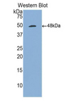 CD27L / CD70 Antibody - Western blot of recombinant CD70.  This image was taken for the unconjugated form of this product. Other forms have not been tested.