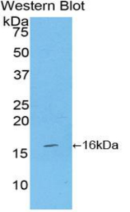 CD27L / CD70 Antibody - Western blot of recombinant CD70.  This image was taken for the unconjugated form of this product. Other forms have not been tested.
