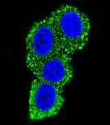 CD28 Antibody - Confocal immunofluorescence of CD28 Antibody with HeLa cell followed by Alexa Fluor 489-conjugated goat anti-rabbit lgG (green). DAPI was used to stain the cell nuclear (blue).