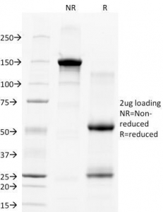 CD28 Antibody - SDS-PAGE Analysis of Purified, BSA-Free CD28 Antibody (clone C28/77). Confirmation of Integrity and Purity of the Antibody.