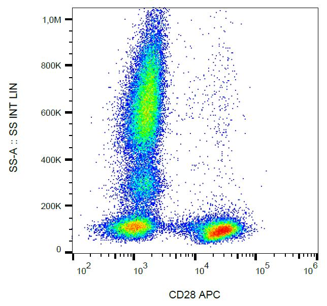 CD28 Antibody - Surface staining of human peripheral blood leukocytes with anti-human CD28 (CD28.2) APC.