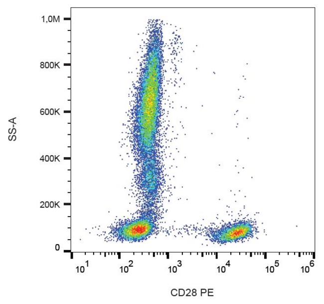 CD28 Antibody - Surface staining of human peripheral blood leukocytes with anti-human CD28 (CD28.2) PE. 