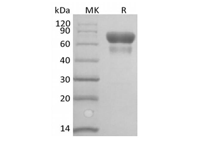 CD28 Protein - Recombinant Human/Cynomolyus CD28/TP44 (C-Fc-Avi) Biotinylated
