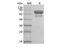 CD28 Protein - Recombinant Human/Cynomolyus CD28/TP44 (C-Fc-Avi) Biotinylated