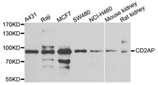 CD2AP Antibody - Western blot analysis of extracts of various cells.