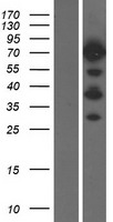 CD2AP Protein - Western validation with an anti-DDK antibody * L: Control HEK293 lysate R: Over-expression lysate