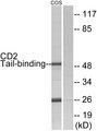 CD2BP2 Antibody - Western blot analysis of lysates from COS7 cells, using CD2 Tail-binding Antibody. The lane on the right is blocked with the synthesized peptide.