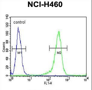 CD2BP2 Antibody - CD2BP2 Antibody flow cytometry of NCI-H460 cells (right histogram) compared to a negative control cell (left histogram). FITC-conjugated goat-anti-rabbit secondary antibodies were used for the analysis.