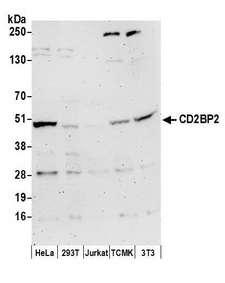 CD2BP2 Antibody - Detection of human and mouse CD2BP2 by western blot. Samples: Whole cell lysate (50 µg) from HeLa, HEK293T, Jurkat, mouse TCMK-1, and mouse NIH 3T3 cells prepared using NETN lysis buffer. Antibody: Affinity purified rabbit anti-CD2BP2 antibody used for WB at 0.4 µg/ml. Detection: Chemiluminescence with an exposure time of 3 minutes.
