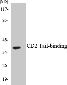 CD2BP2 Antibody - Western blot analysis of the lysates from HeLa cells using CD2 Tail-binding antibody.